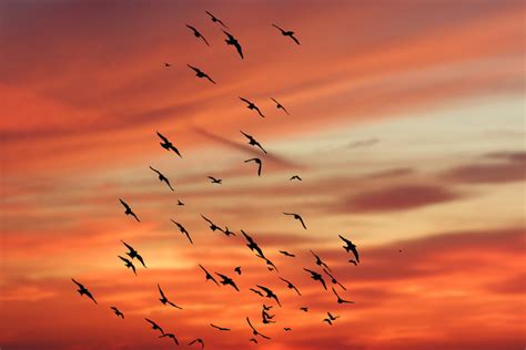 Flock Of Birds Against Sunset Photograph 1349066