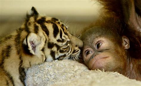 Unlikely Animal Friendships ~ Example For Everyone Virily