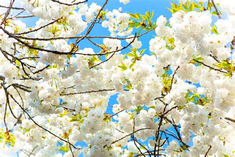 Download Spring White Flower Nature Blossom Hd Wallpaper