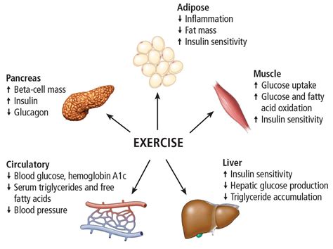 The Essential Role Of Exercise In The Management Of Type Diabetes Cleveland Clinic Journal