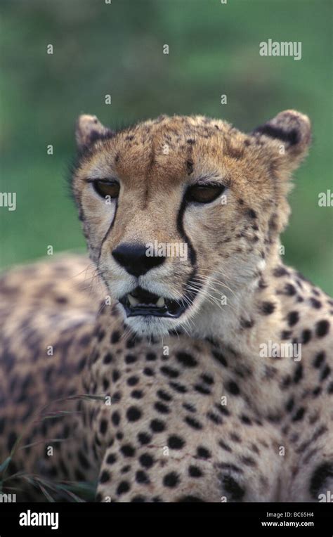 Cheetah Resting On Ground Stock Photo Alamy