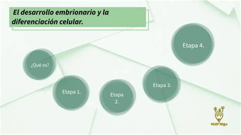 El Desarrollo Embrionario Y La Diferenciación Celular By Kamila