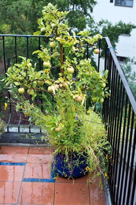 Best Fruit Trees For Small Gardens Dwarf Fruit Trees For Patio Balcony