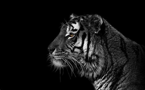Desktop Hintergrundbilder Tiger Große Katze Kopf Tiere