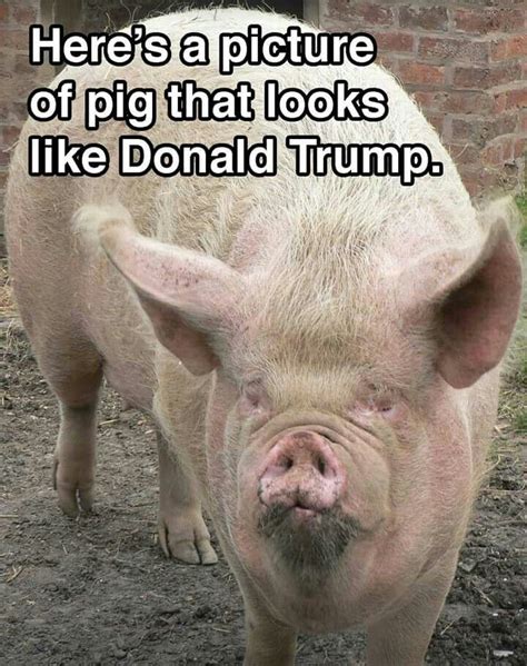 Pin By Kebra Presley On Really Funny Pig Pig Pictures Pig Memes