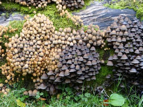 Free Images Mushrooms Plant Tree Stump