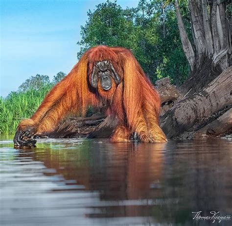 🔥 Giant Wild Orangutan Indonesia Wildlife Nature Orangutan