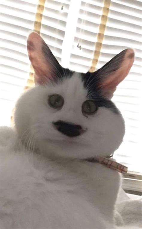 People Are Using Snapchat Filters On Their Cats And The Results Are