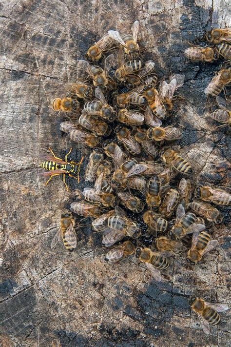 The females hibernate, the males die wasps are very territorial and they protect their nests and young. Bees And Wasp Swarming On Honey Drops On Vintage Wooden ...
