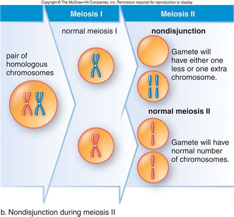 Non Disjunction During Meiosis 2