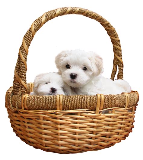 Puppy Png Image Purepng Free Transparent Cc0 Png Image Library