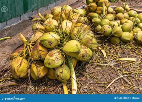 Clusters Of Coconut As Harvested Off Tree On Ko Samui Island Thailand