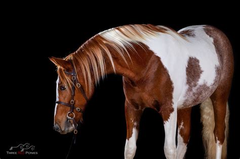 Three Ways To Create Black Background Horse Portrait Photography