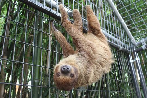 Sid the sloth added to Plumpton Park Zoo | Local News | cecildaily.com