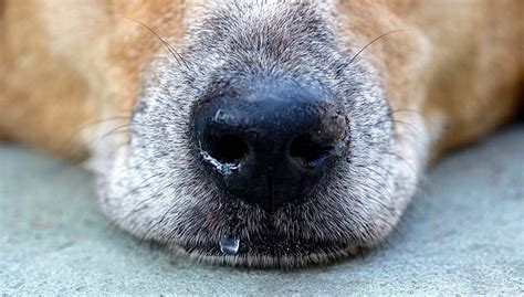 Dog Has A Runny Nose 5 Things You Can Do Dog Allergies Dogs Ears