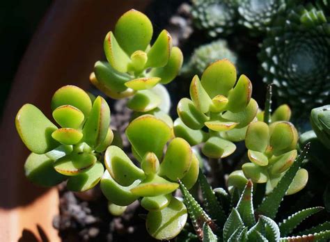 5 Tips For Taking Care Of Your Jade Plants Morflora