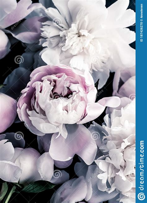 Pastel Peony Flowers As Floral Art Background Botanical Flatlay And