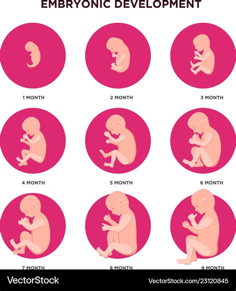 Embryo Development Chart