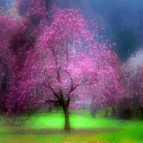 Landscape Paysage Tree Arbre Baum Pink Glitter Spring Printemps Garden