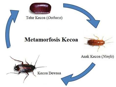 Metamorfosis tidak sempurna merupakan perkembangan pada hewan yang tidak mengalami sebuah perubahan pada bagian struktur tubuh. Metamorfosis Kecoa Tidak Sempurna dan Proses Daur Hidup ...