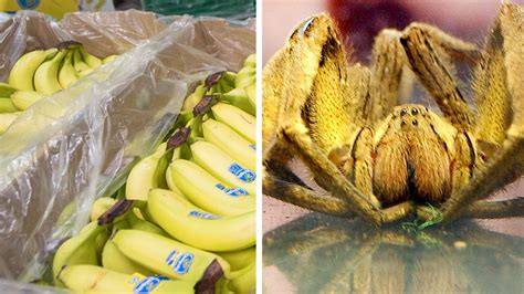 Lidl: Kunde entdeckt Gift-Spinne in Bananenkiste