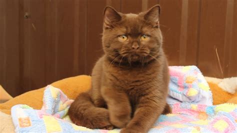 British Shorthair Cinnamon Cat 81021 Nama Untuk Kucing Comel Lucu