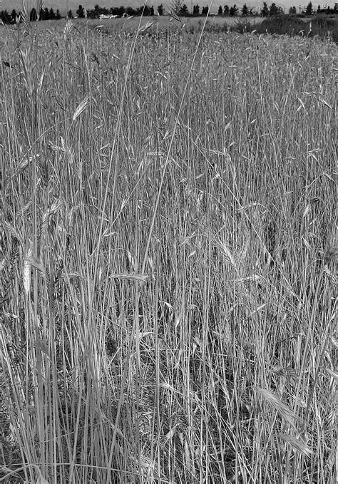 Grassy Field Free Stock Photo Public Domain Pictures