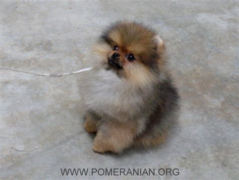 The amount of water a puppy should drink depends on a lot of factors. How Much Water Should Your Pomeranian Drink Daily?