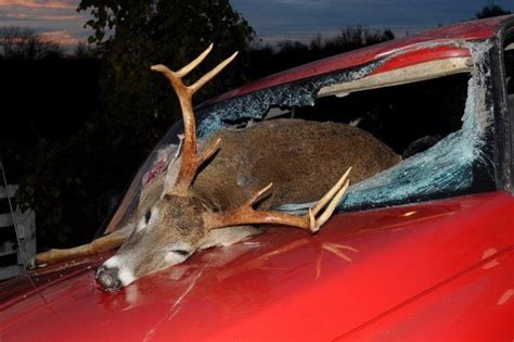 Time is of the essence, especially because if they can't prove that you did in fact hit a deer, and hit it while. Use defensive driving techniques to avoid hitting a deer | Article | The United States Army