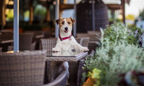 Best Dog Friendly Restaurants In Weymouth Exploring Dorset