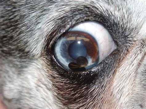 Brown Spot On Dogs Eye Should You Be Worried Keepingdog