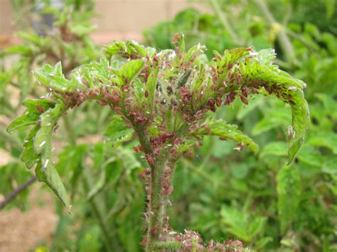 Integrated Pest Management In The School Garden School Garden Weekly
