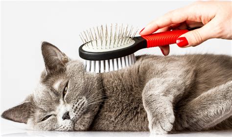 Cat Grooming Options at Gene Blumberg blog