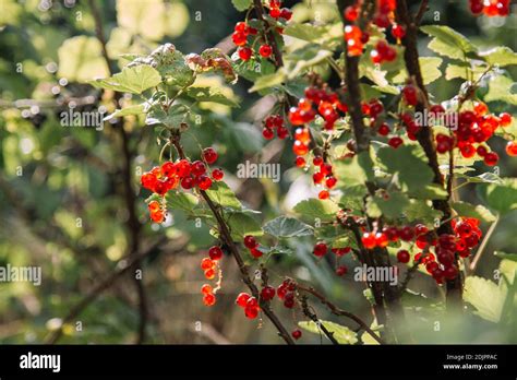 Red Currants Ribes Rubrum Stock Photo Alamy