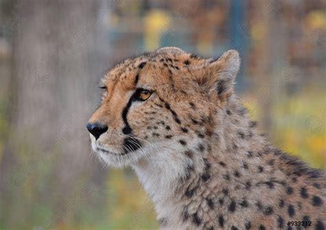Close Up Side Profile Portrait Of Cheetah Stock Photo Crushpixel