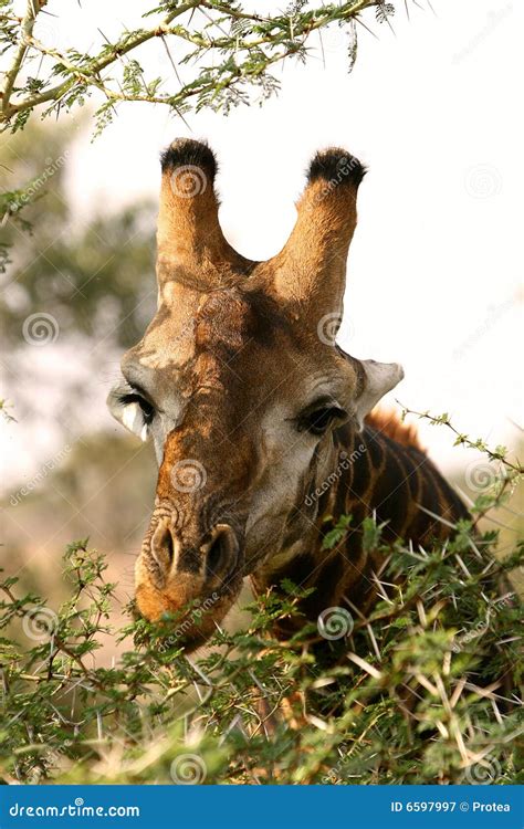 African Giraffe During A Mating In A South African Wildlife Reserve