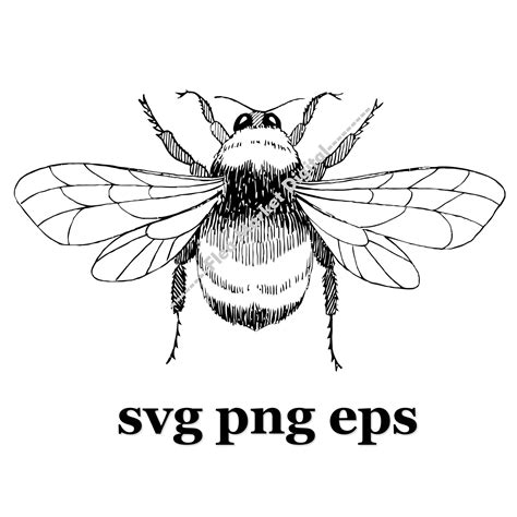 Insect Bug Bumblebee Svg Png Eps Clipart 2 Etsy