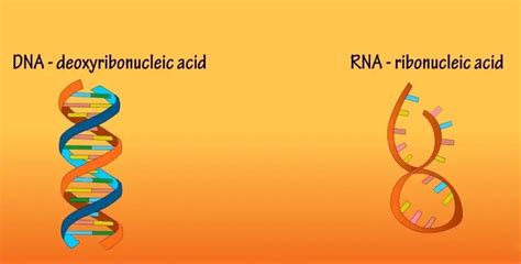 Dna Vs Rna Structure Differences And Comparison ~ Biotechfront