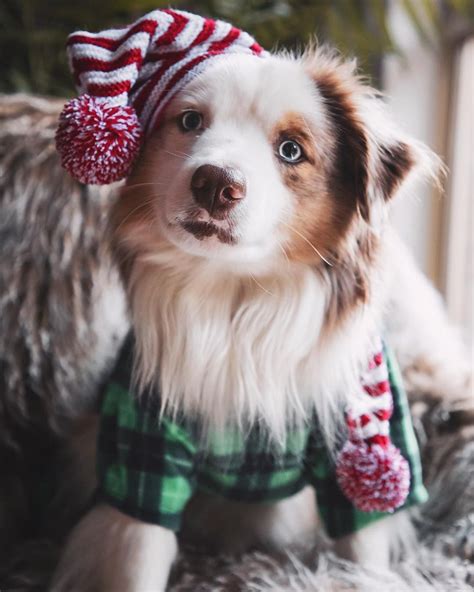30 Of The Cutest Christmas Puppies On Earth Pictures Christmas