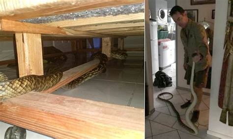 Queensland Couples Lucky Escape As Python Slips Into Bed