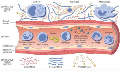 Inflammation Geoffrey E Reed Life