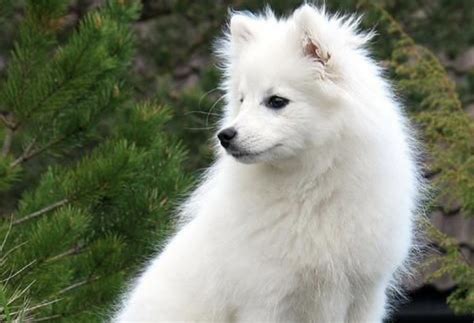 Indian Spitz Tiny Intelligent Balls Of Floof Breed Guide