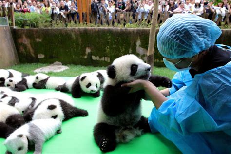 Embarrassment Of Pandas On Docile Display In China Asia News Asiaone