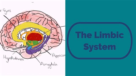 The Limbic System Limbic System System Train Your Brain