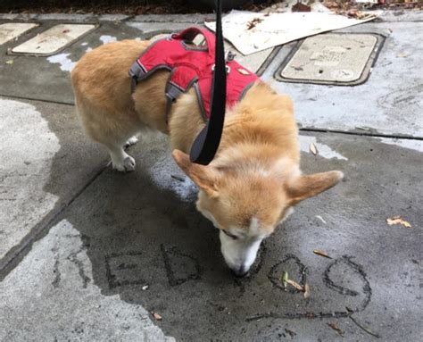 Red Dog Of The Day Tidus The Corgi The Dogs Of San Francisco