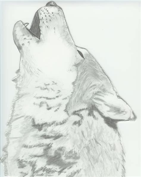 Wolf Drawing Easy Realistic