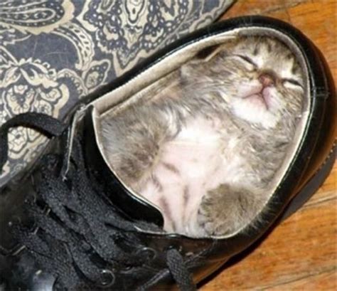 Kitten In A Shoe Funny Kittens Kittens Cutest Cats And Kittens Cute