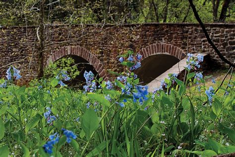 Virginia Riverside Trails A Rhapsody Of Bluebells Travel Bayjournal