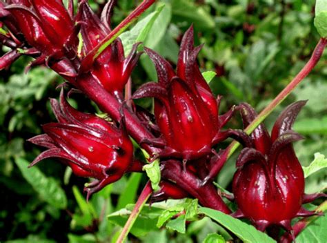 Kata menguntungkan merajuk kepada penanaman dan perawatannya yang mudah serta hasil panennya tidak butuh waktu lama. Cara Budidaya Tanaman Bunga Rosella Yang Menguntungkan