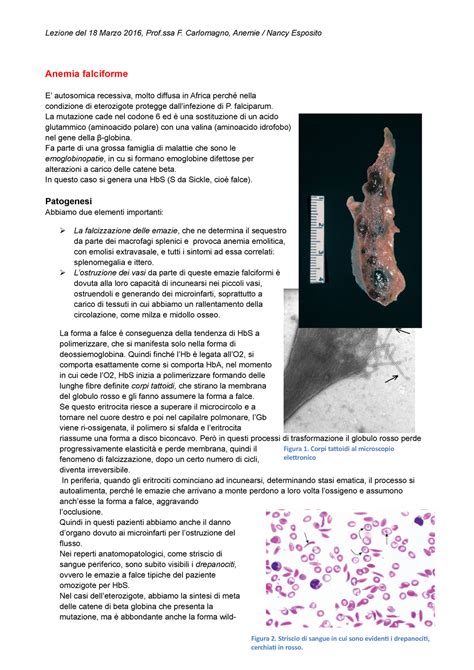 Appunti Lezione Del 18 Marzo 2016 Anemie Fisiopatologia Prof